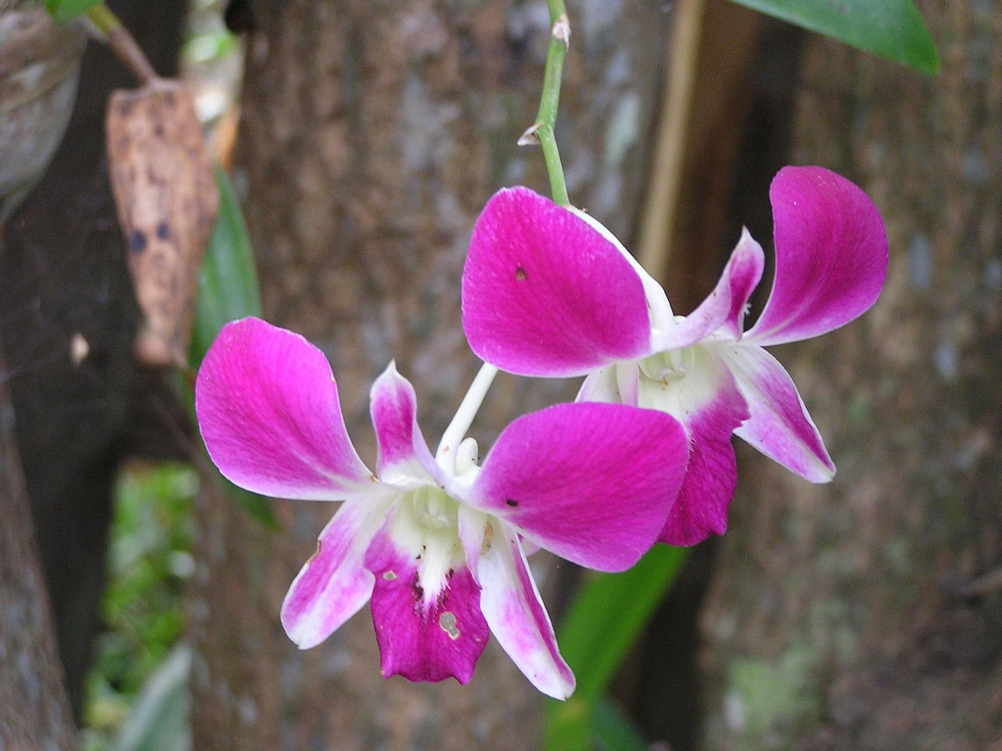 Backyard orchids.