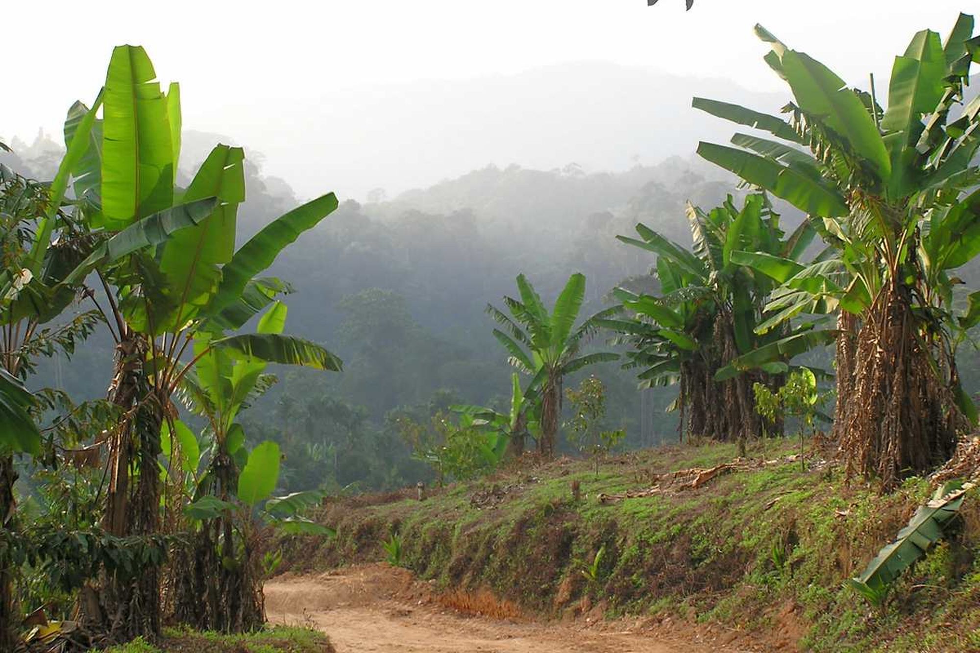 Banana grove valley.
