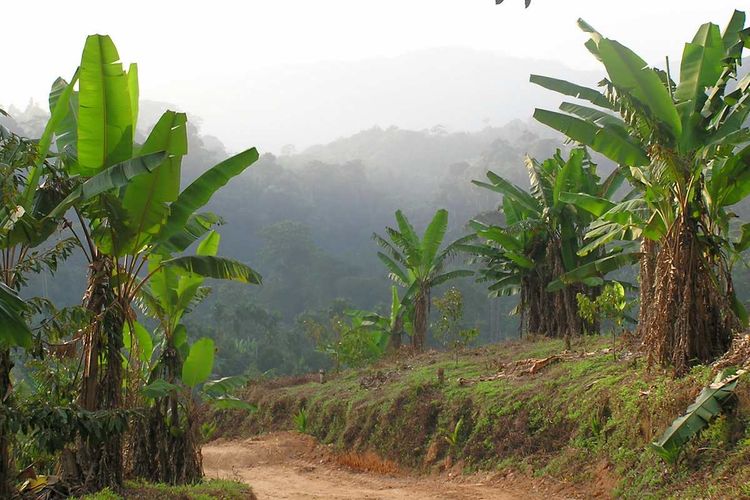 Banana grove valley.