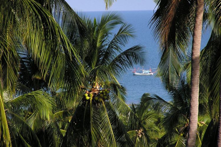 Coconuts with fishing boat.