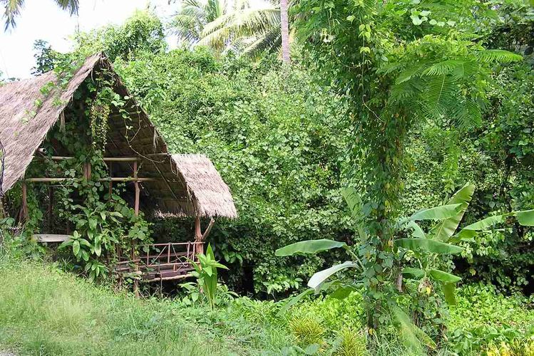 Dense jungle surrounds this house along a small creek.