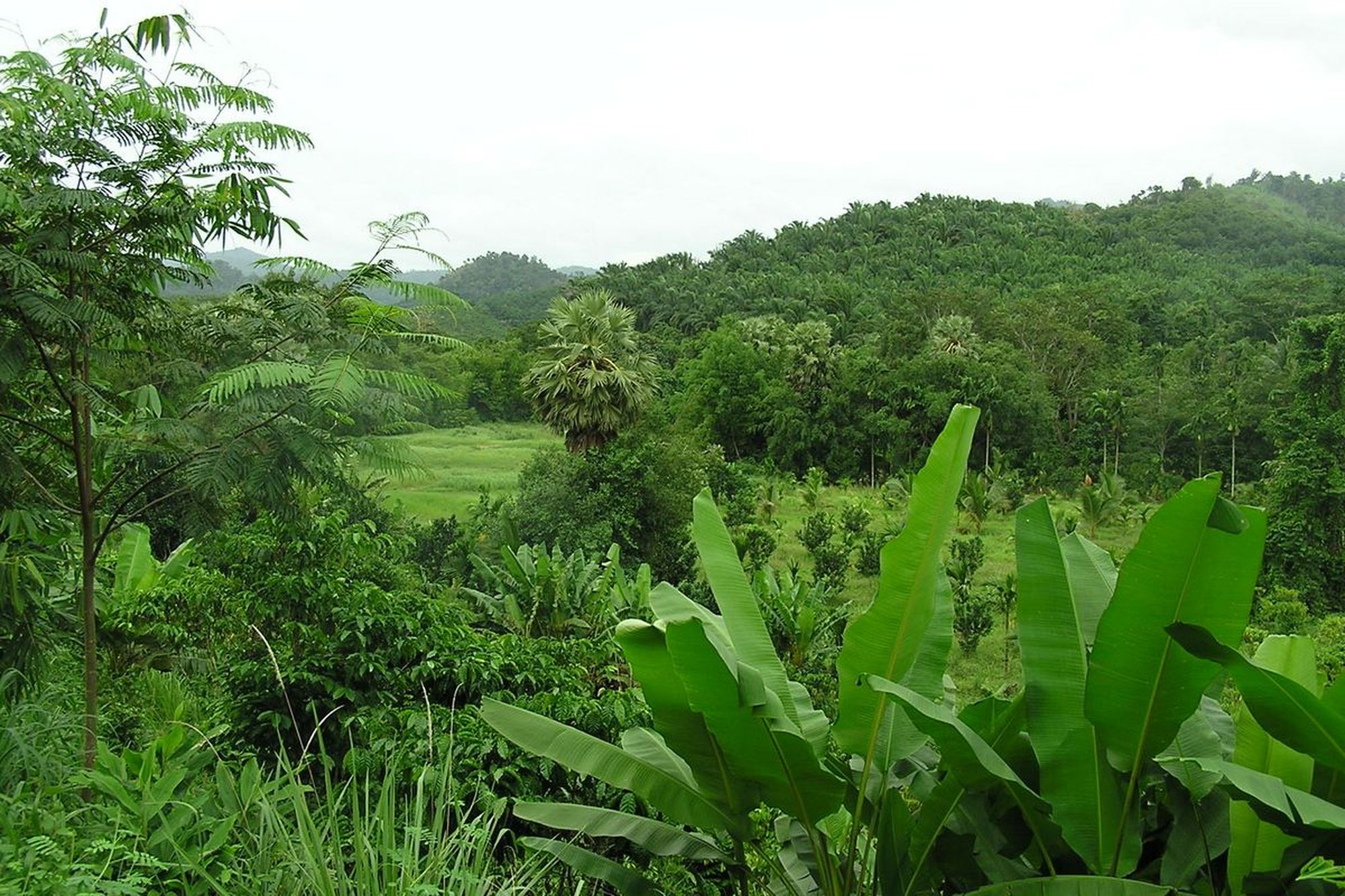 Dense jungle with clearing below.