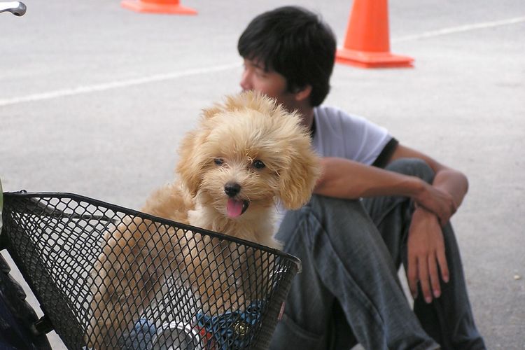 Dog in bike basket.