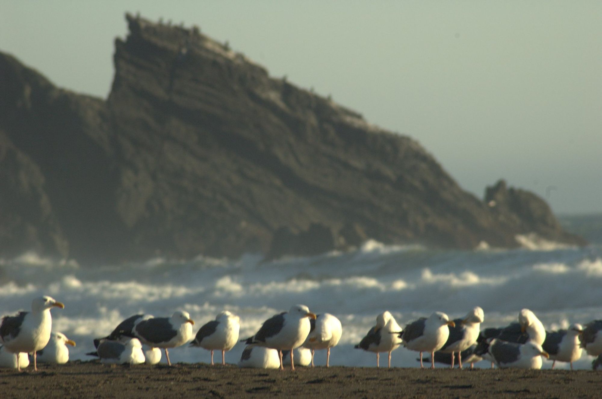 Humbug Seagulls with Rocks.