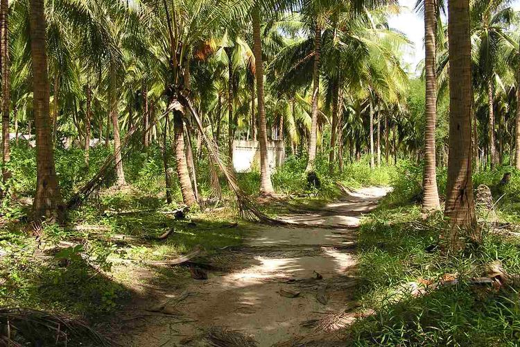 Near the Hua Thanon beach are sandy coconut trails.