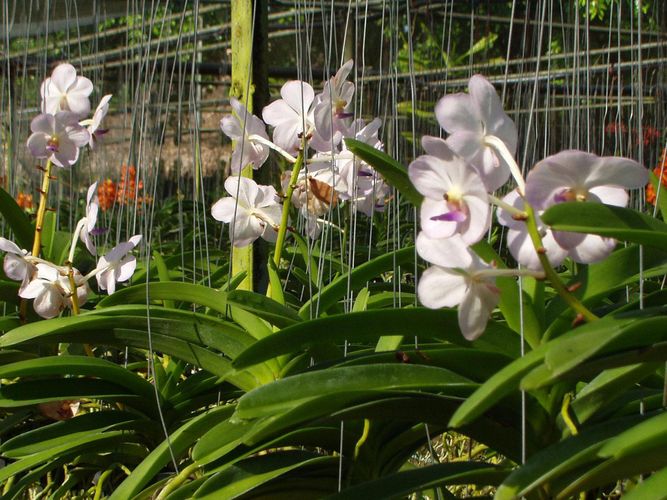Orchid farm 1.