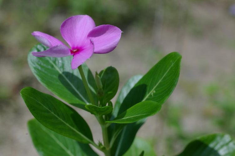 Purple jungle flower.