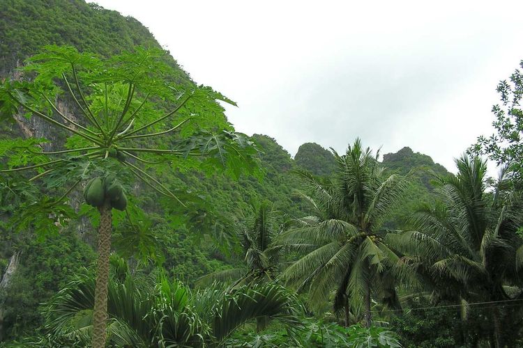 Rugged karst formation with papaya and coconut trees in the foreground.
