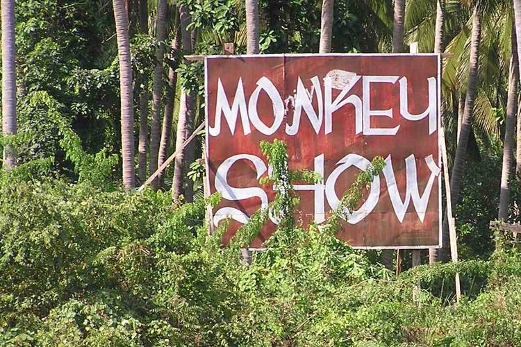 The Monkey Work Coconut show is on the trail just outside Lamai.