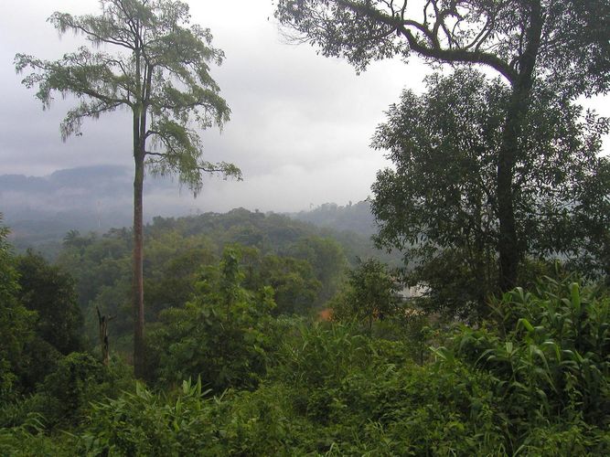 Tropical rain forest in Ranong.