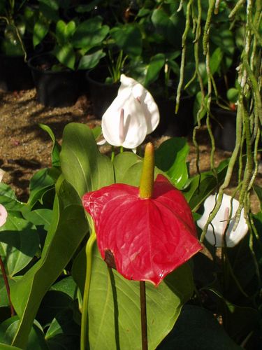 White and Red anthurium.